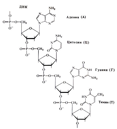 Рис. 1. Четыре нуклеотида ДНК и РНК, объединенные вместе, образуют короткий сегмент нуклеиновой кислоты. Каждый нуклеотид состоит из азотистого основания (их названия и обозначения указаны на рисунке), присоединенного к пятиуглеродному сахару (рибозе у РНК и дезоксирибозе у ДНК), который в свою очередь связан с молекулой фосфорной кислоты. Фосфорная кислота связывает нуклеотиды в цепях нуклеиновых кислот