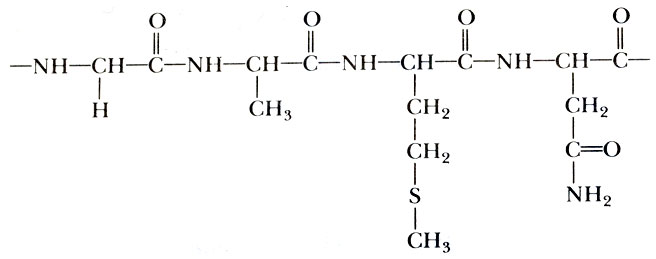 Рис. 4. Объединенные в цепочки аминокислоты образуют белки. На рисунке показан сегмент, содержащий (слева направо): глицин, аланин, метионин и аспарагин